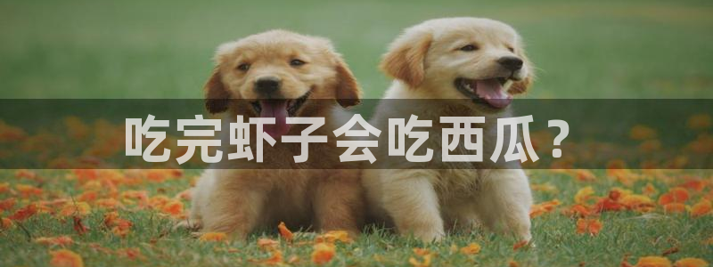 51cgfun吃瓜今日吃瓜必吃：吃完虾子会吃西瓜？